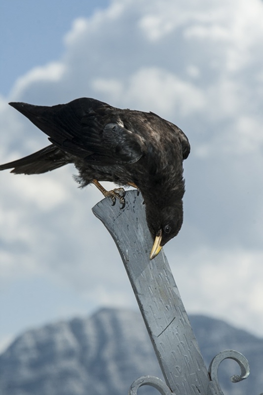 Black crow or raven perched on curved metal post pecking downward with cloudy sky and mountains in background